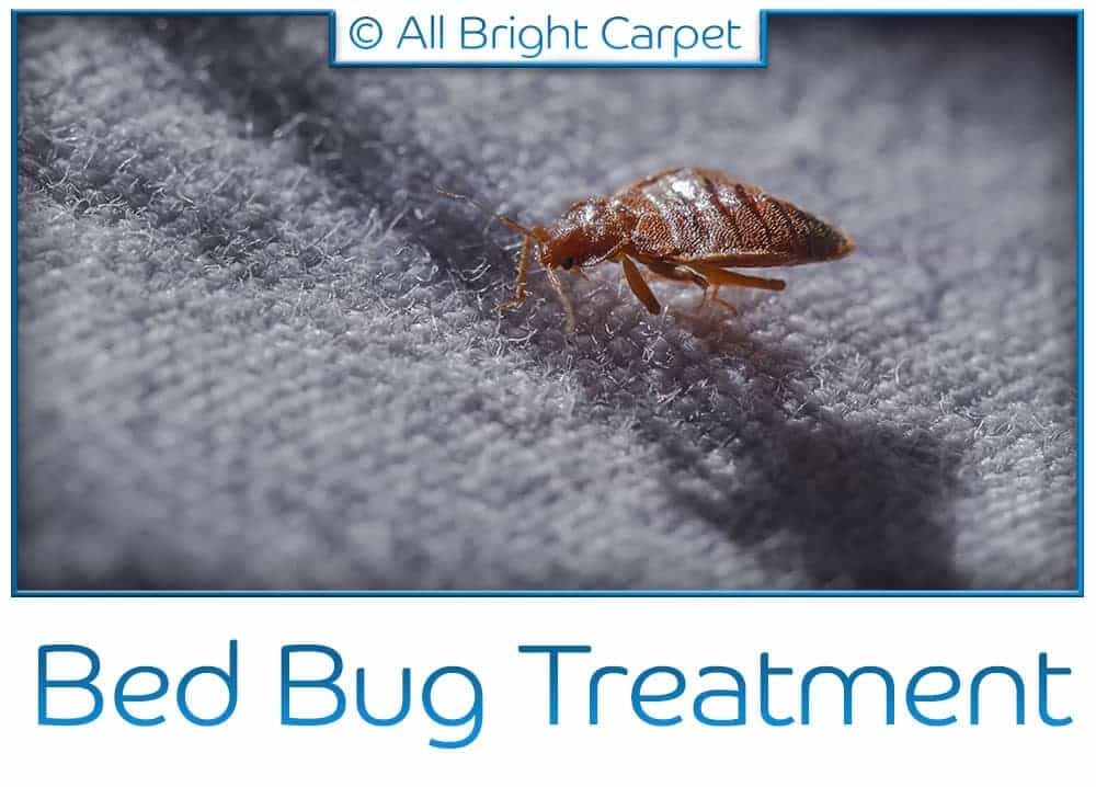 Bed Bug Treatment - Brooklyn